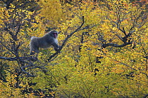 Japanese macaque / Snow monkey {Macaca fuscata} male displays in tree hoping to attract female for mating, Jigokudani, Nagano, Japan