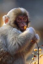 Japanese macaque / Snow monkey {Macaca fuscata} feeding on seeds of the Bittersweet plant, Jigokudani, Nagano, Japan