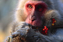 Japanese macaque / Snow monkey {Macaca fuscata} feeding on seeds of the Bittersweet plant, Jigokudani, Nagano, Japan