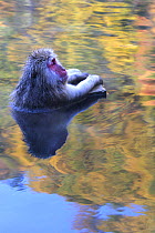 Japanese macaque / Snow monkey {Macaca fuscata} bathing in river in autumn, Jigokudani, Nagano, Japan