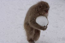 Japanese macaque / Snow monkey {Macaca fuscata} young monkey plays with snow ball, Jigokudani, Nagano, Japan