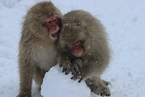 Japanese macaque / Snow monkey {Macaca fuscata} young monkeys play with snow ball, Jigokudani, Nagano, Japan