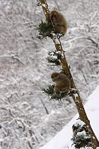 Japanese macaque / Snow monkey {Macaca fuscata} two young monkeys sitting in cedar tree in winter, Jigokudani, Nagano, Japan