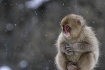 Japanese macaque / Snow monkey {Macaca fuscata} 8-month-old baby in snow, Jigokudani, Nagano, Japan