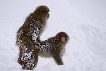 Japanese macaque / Snow monkey {Macaca fuscata} young male mounting another monkey, Jigokudani, Nagano, Japan
