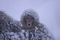 Japanese macaque / Snow monkey {Macaca fuscata} baby on mother's back calling out in snow storm, Jigokudani, Nagano, Japan