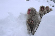 Japanese macaque / Snow monkey {Macaca fuscata} groups walking along snow trail in deep snow, Jigokudani, Nagano, Japan