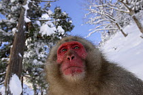 Japanese macaque / Snow monkey {Macaca fuscata} male in snow, Jigokudani, Nagano, Japan