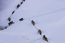 Japanese macaque / Snow monkey {Macaca fuscata} groups walking along snow trail after heavy snow, Jigokudani, Nagano, Japan