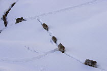 Japanese macaque / Snow monkey {Macaca fuscata} groups walking along snow trail after heavy snow, Jigokudani, Nagano, Japan