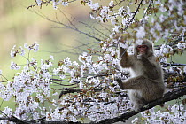 Japanese macaque / Snow monkey {Macaca fuscata} feeding on wild cherry blossom in spring, Jigokudani, Nagano, Japan