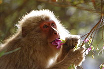 Japanese macaque / Snow monkey {Macaca fuscata} feeding on Azalea flowers in spring, Jigokudani, Nagano, Japan