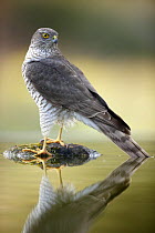 Sparrowhawk (Accipiter nisus) reflected in water, Alicante, Spain