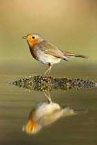 Robin (Erithacus rubecula) reflected in water, Alicante, Spain