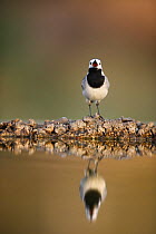 White wagtail {Motacilla alba alba}  with beak wide open, reflected in water, Alicante, Spain