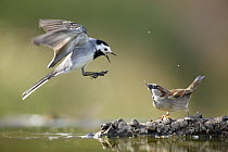 White wagtail {Motacilla alba alba}  flying with beak wide open showing aggression towards Sparrow, Alicante, Spain