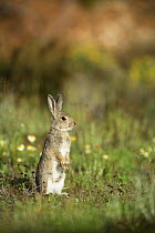 European rabbit (Oryctolagus cuniculus) sitting up on back legs, Alicante, Spain