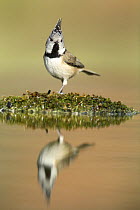 Crested tit (Lophophanes cristatus) reflected in water, Alicante, Spain
