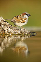 Common sparrow (Passer domesticus) reflected in water, Alicante, Spain