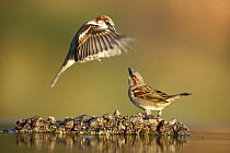 Common sparrow (Passer domesticus) landing next to another sparrow near water, Alicante, Spain