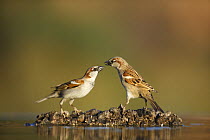 Common sparrows (Passer domesticus) interacting near water, Alicante, Spain