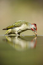 Green woodpecker (Picus viridis) drinking, Alicante, Spain