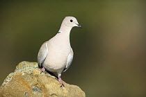 Collared dove (Streptopelia decaocto) perched on rock, Alicante, Spain
