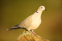 Collared dove (Streptopelia decaocto) perched on rock, Alicante, Spain