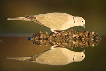 Collared dove (Streptopelia decaocto) reflected in water, Alicante, Spain