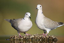 Collared dove (Streptopelia decaocto) pair perched near water, Alicante, Spain
