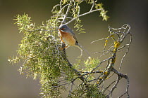 Subalpine warbler (Sylvia cantillans) perched in tree, Alicante, Spain