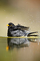 Blackbird (Turdus merula) bathing, Alicante, Spain