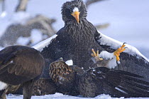 Steller's sea eagle {Haliaeetus pelagicus} fighting  with Golden eagle {Aquila chrysaetos} over Sockeye salmon prey, Kuril Lake, Kamchatka, Far East Russia