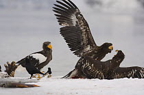 Steller's sea eagle {Haliaeetus pelagicus} beside two Golden eagles {Aquila chrysaetos} fighting over Sockeye salmon prey, Kuril Lake, Kamchatka, Far East Russia