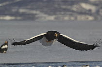 Steller's sea eagle {Haliaeetus pelagicus} flying over Kuril Lake, Kamchatka, Far East Russia