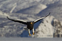 Steller's sea eagle {Haliaeetus pelagicus} in flight, Kuril Lake, Kamchatka, Far East Russia