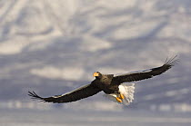 Steller's sea eagle {Haliaeetus pelagicus} in flight, Kuril Lake, Kamchatka, Far East Russia