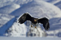 Steller's sea eagle {Haliaeetus pelagicus} flying, about to land, Kuril Lake, Kamchatka, Far East Russia