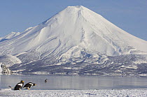 Steller's sea eagles {Haliaeetus pelagicus} gather beside Kuril Lake with Ilinsky volcano in the background, Kamchatka, Far East Russia, winter 2007