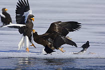 Steller's sea eagle {Haliaeetus pelagicus} adult and juvenile squabbling over Sockeye salmon prey, Kuril Lake, Kamchatka, Far East Russia