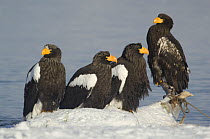 Group of three adults and one juvenile Steller's sea eagle {Haliaeetus pelagicus} perched beside Kuril Lake, Kamchatka, Far East Russia