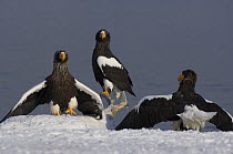 Three Steller's sea eagles {Haliaeetus pelagicus} gathered beside Kuril Lake, Kamchatka, Far East Russia