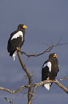 Two Steller's sea eagles {Haliaeetus pelagicus} perched in tree, Kuril Lake, Kamchatka, Far East Russia