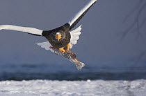 Steller's sea eagle {Haliaeetus pelagicus} in flight carrying Sockeye salmon in claws, Kuril Lake, Kamchatka, Far East Russia