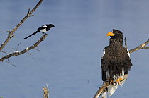 Steller's sea eagle {Haliaeetus pelagicus} and Magpie, perched looking at each other, Kuril Lake, Kamchatka, Far East Russia