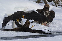 Steller's sea eagle {Haliaeetus pelagicus} fighting with Golden eagle {Aquila chrysaetos} over Sockeye salmon prey, Kuril Lake, Kamchatka, Far East Russia