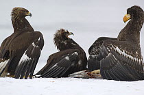 Juvenile Steller's sea eagle {Haliaeetus pelagicus} defending Sockeye salmon prey from two Golden eagles {Aquila chrysaetos} Kuril Lake, Kamchatka, Far East Russia