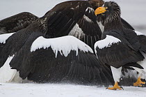 Steller's sea eagle {Haliaeetus pelagicus} defending Sockeye salmon prey, Kuril Lake, Kamchatka, Far East Russia