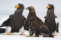 Two Steller's sea eagles {Haliaeetus pelagicus} and a Golden eagle {Aquila chrysaetos} Kuril Lake, Kamchatka, Far East Russia