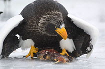 Steller's sea eagle {Haliaeetus pelagicus} feeding on Sockeye salmon prey, Kuril Lake, Kamchatka, Far East Russia